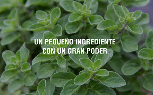 El aceite de orégano y sus increíbles beneficios